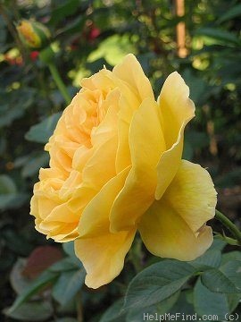 'Candlelight (shrub, Evers 2001)' rose photo