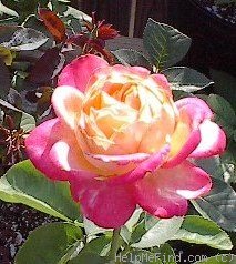'Party Time' rose photo