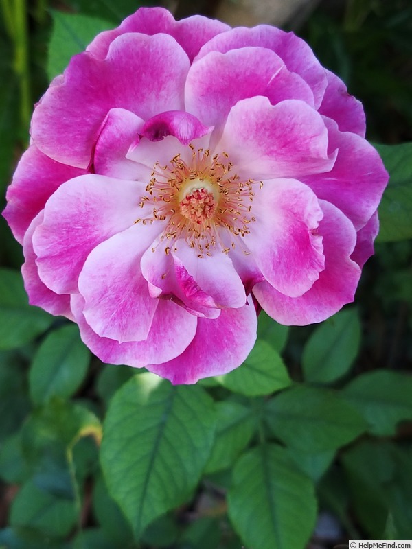 'Blue Eden ®' rose photo