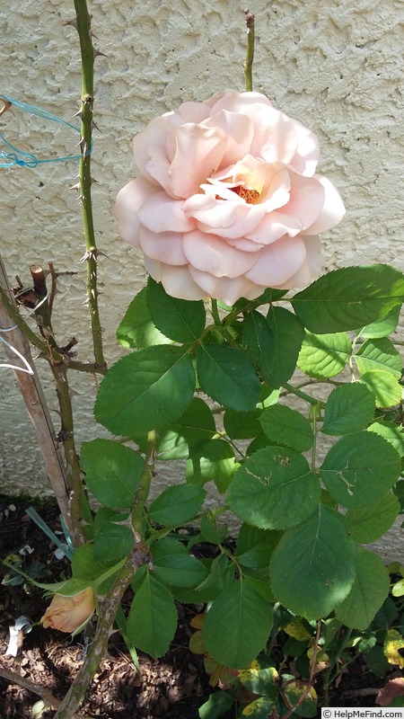 'Blue Girl® (hybrid tea, Sauvageot/NIRP, 2008)' rose photo