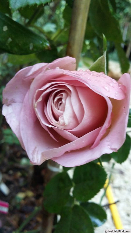 'Blue Girl® (hybrid tea, Sauvageot/NIRP, 2008)' rose photo