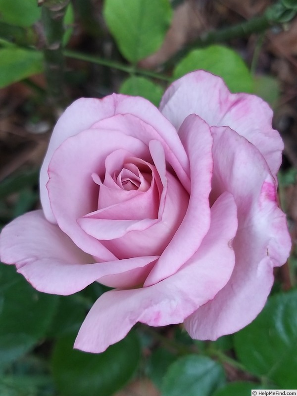 'Blue Girl® (hybrid tea, Sauvageot/NIRP, 2008)' rose photo