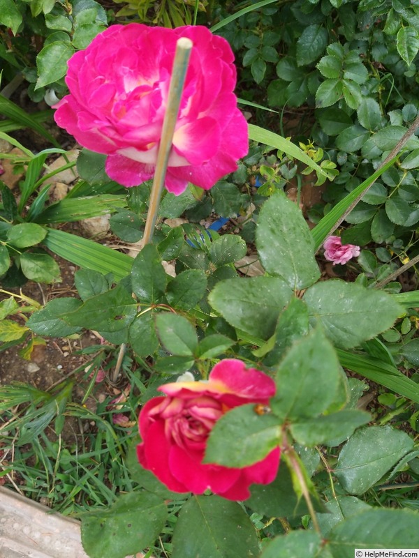 'Bolshoï ® (hybrid tea, Meilland, 1996)' rose photo