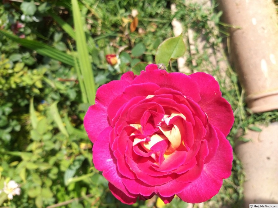 'Bolshoï ® (hybrid tea, Meilland, 1996)' rose photo
