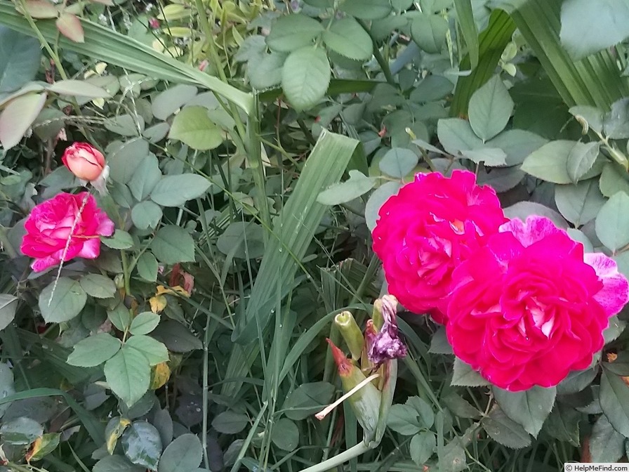 'Bolshoï ® (hybrid tea, Meilland, 1996)' rose photo