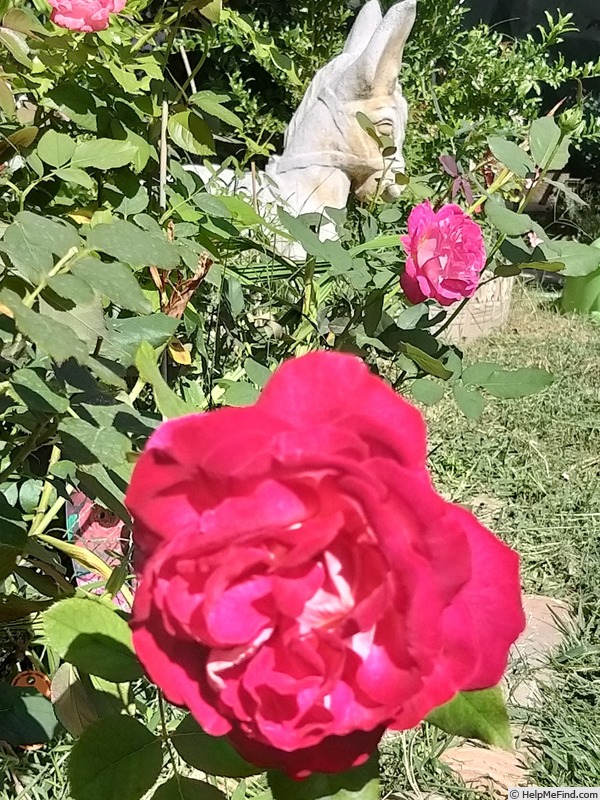 'Bolshoï ® (hybrid tea, Meilland, 1996)' rose photo