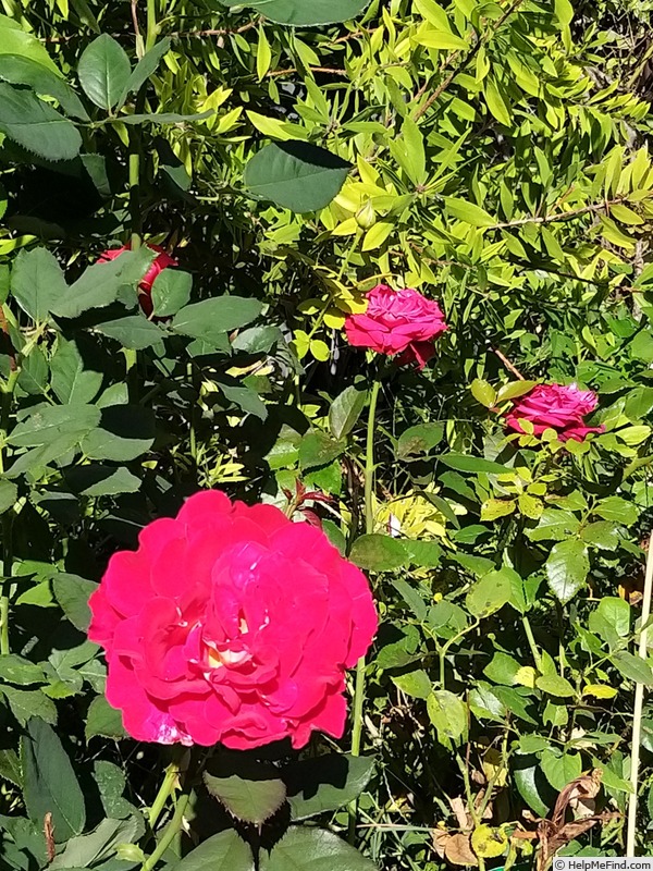 'Bolshoï ® (hybrid tea, Meilland, 1996)' rose photo
