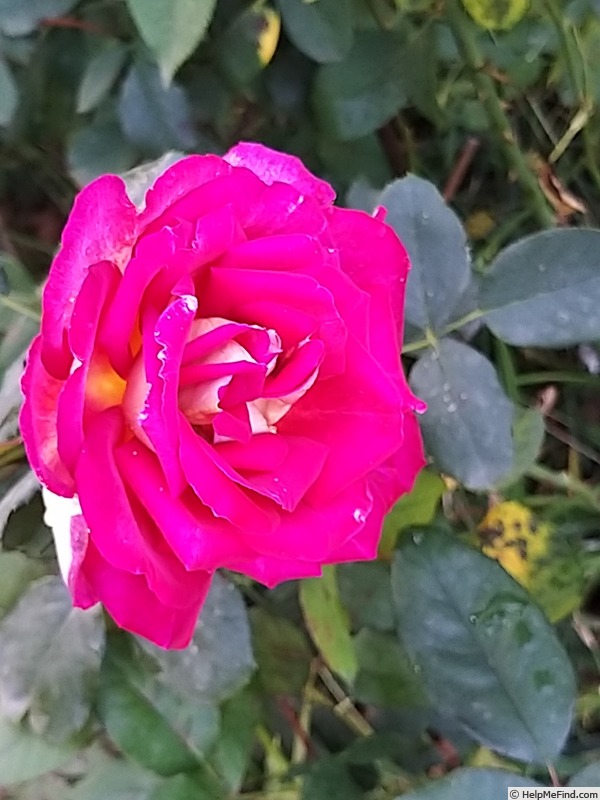 'Bolshoï ® (hybrid tea, Meilland, 1996)' rose photo