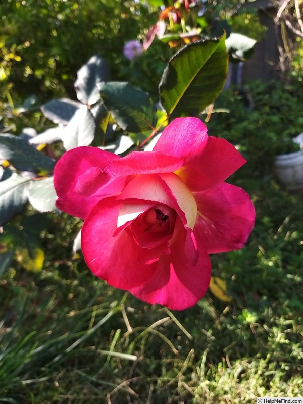 'Bolshoï ® (hybrid tea, Meilland, 1996)' rose photo