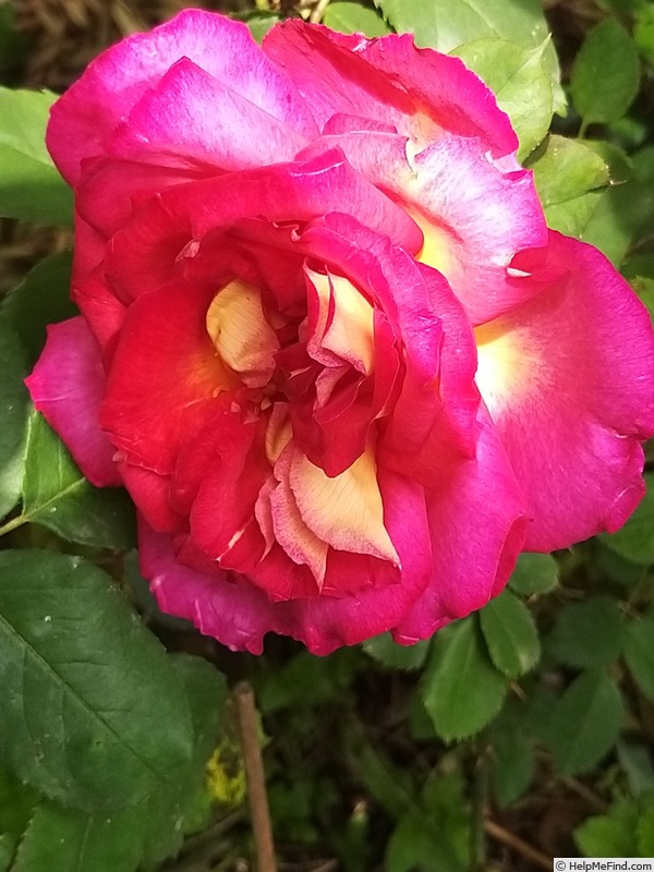 'Bolshoï ® (hybrid tea, Meilland, 1996)' rose photo