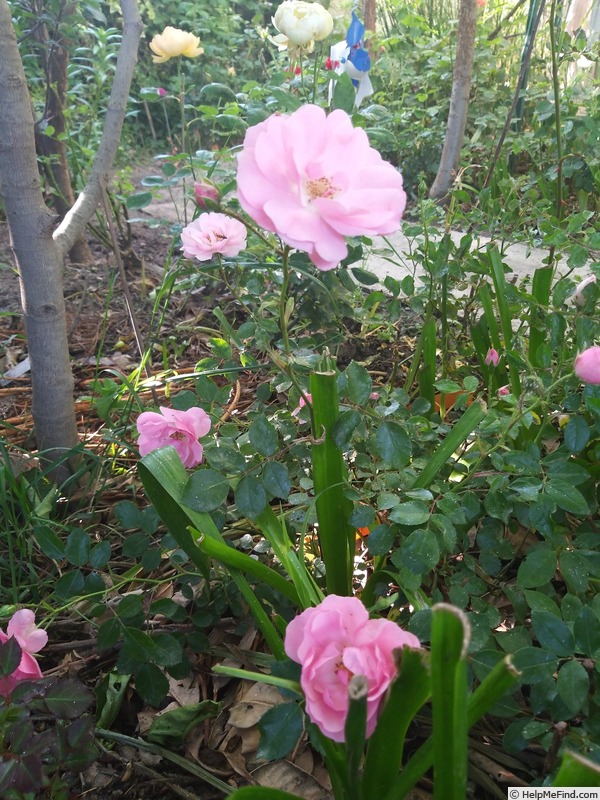 'Bonica ® (shrub, Meilland, 1975)' rose photo