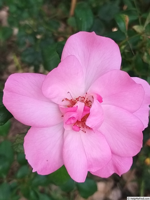 'Bordure Rose No. 2' rose photo