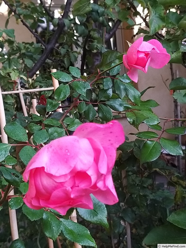 'Bordure Rose No. 2' rose photo