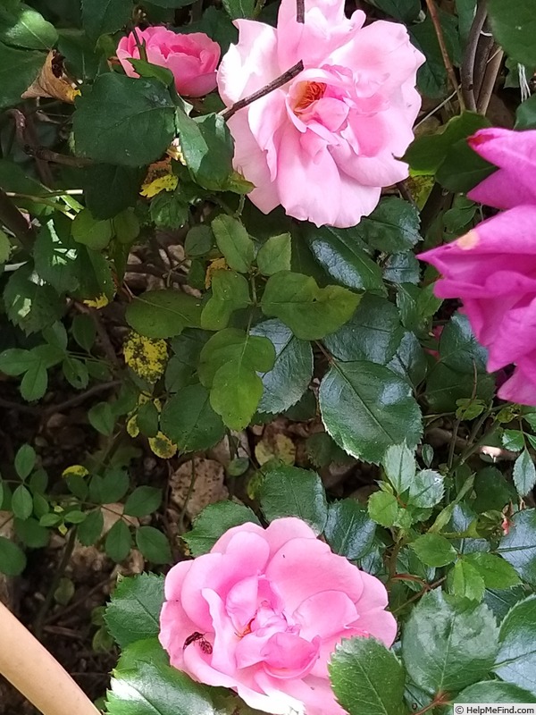 'Bordure Rose No. 2' rose photo