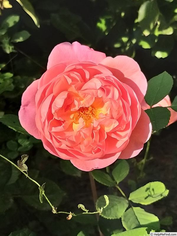 'Boscobel ® (shrub, Austin 2012)' rose photo