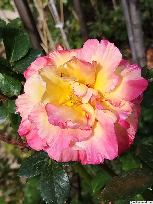 'Camille Pissarro ™' rose photo