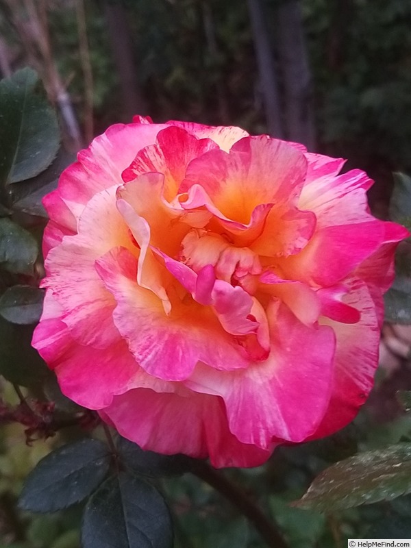 'Camille Pissarro ™' rose photo