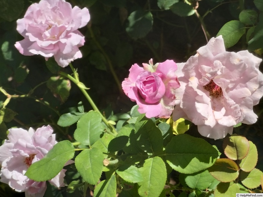 'Charles de Gaulle ®' rose photo