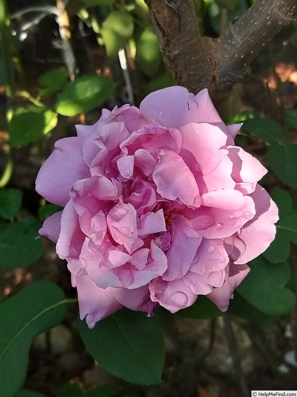 'Charles de Gaulle ®' rose photo