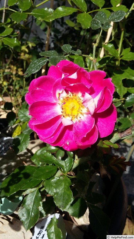 'Charmant ™ (miniature, Kordes 1998)' rose photo