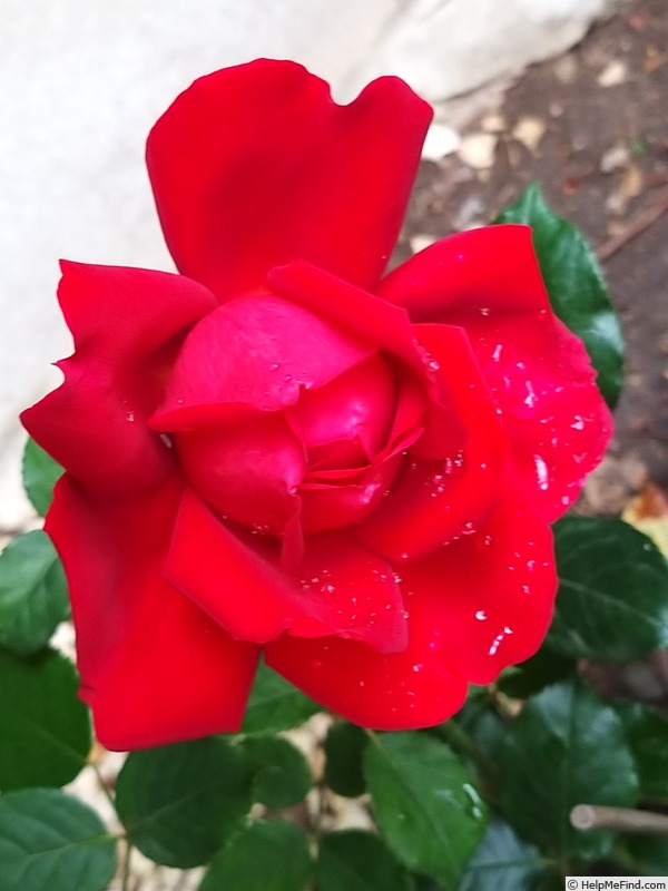 'Joli coeur ®  (hybrid tea, Simon before 2018)' rose photo