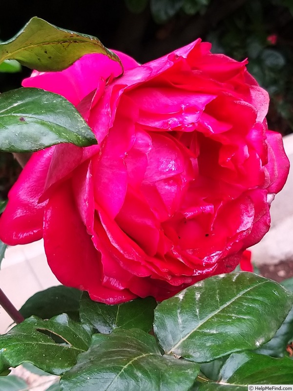 'Joli coeur ®  (hybrid tea, Simon before 2018)' rose photo