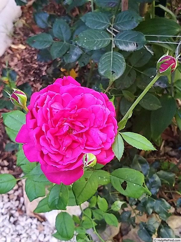 'Joli coeur ®  (hybrid tea, Simon before 2018)' rose photo