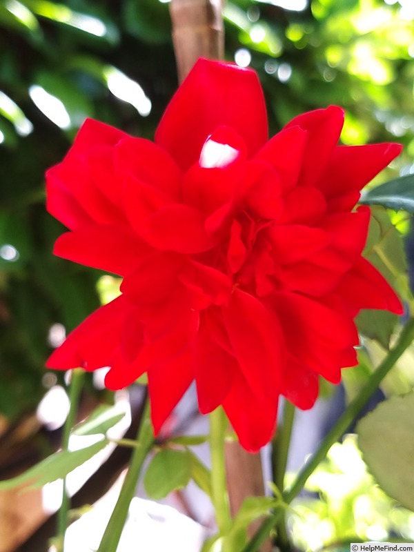 'Joli coeur ®  (hybrid tea, Simon before 2018)' rose photo