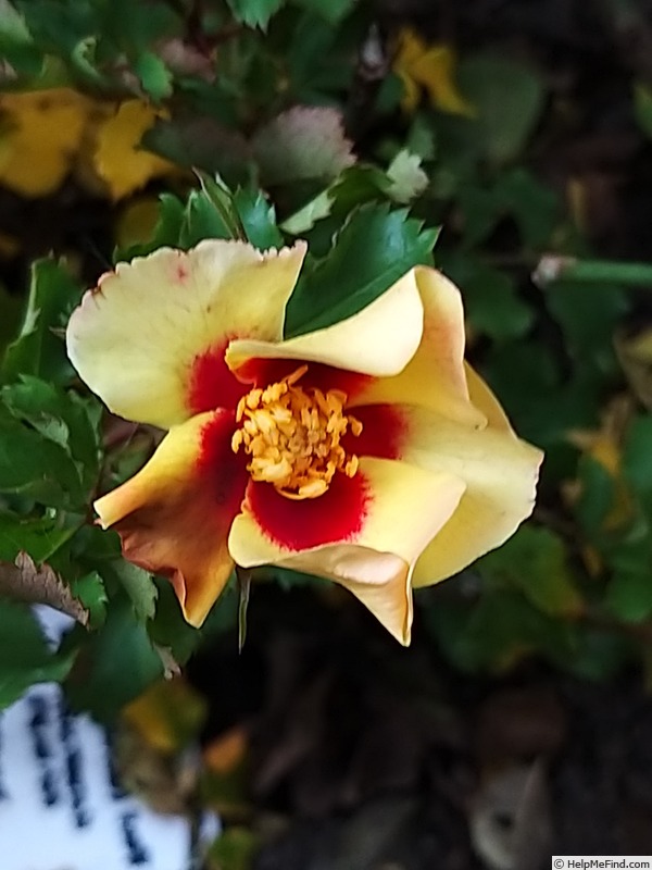 'Cream Babylon Eyes ®' rose photo