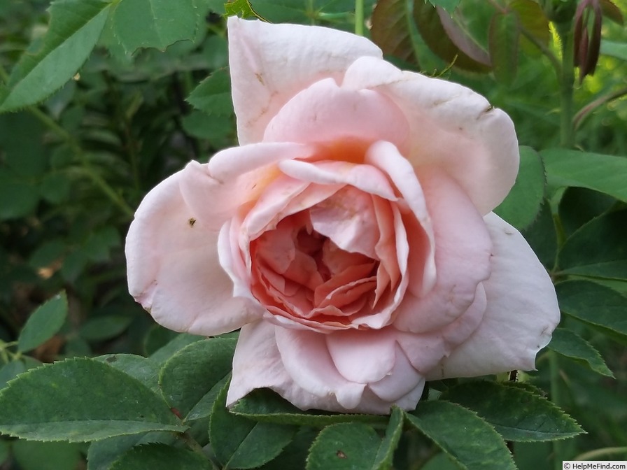 'Colette ® (hybrid tea, Meilland 1994)' rose photo