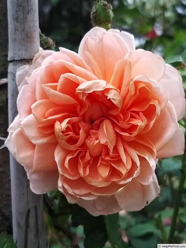 'Colette ® (hybrid tea, Meilland 1994)' rose photo