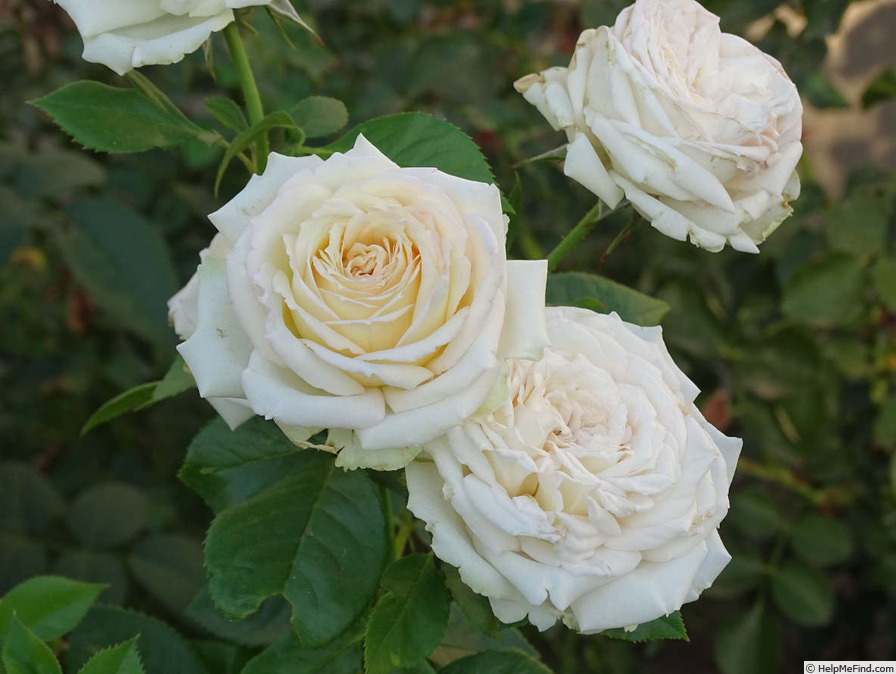 'Madame Anisette ®' rose photo
