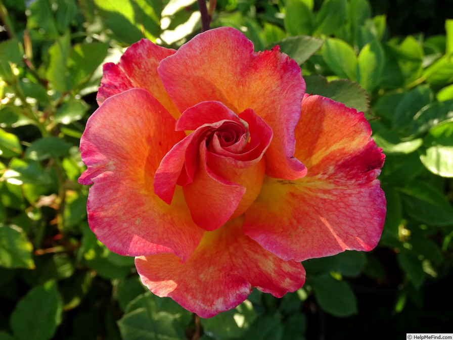 'Mardi Gras ™ (floribunda, Zary 2007)' rose photo