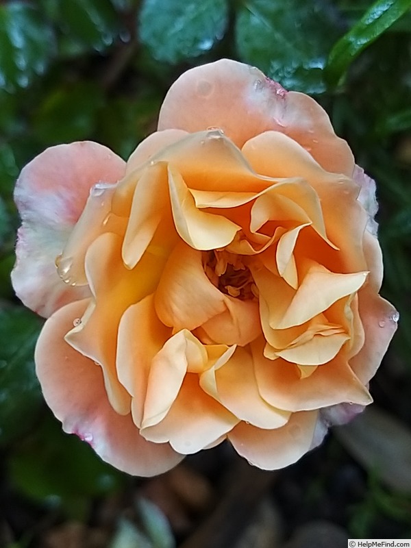 'Cubana ™ (shrub, Kordes 2001)' rose photo