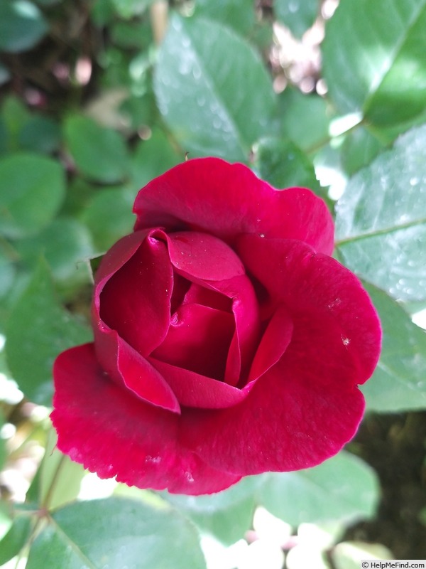'Darcey Bussell' rose photo