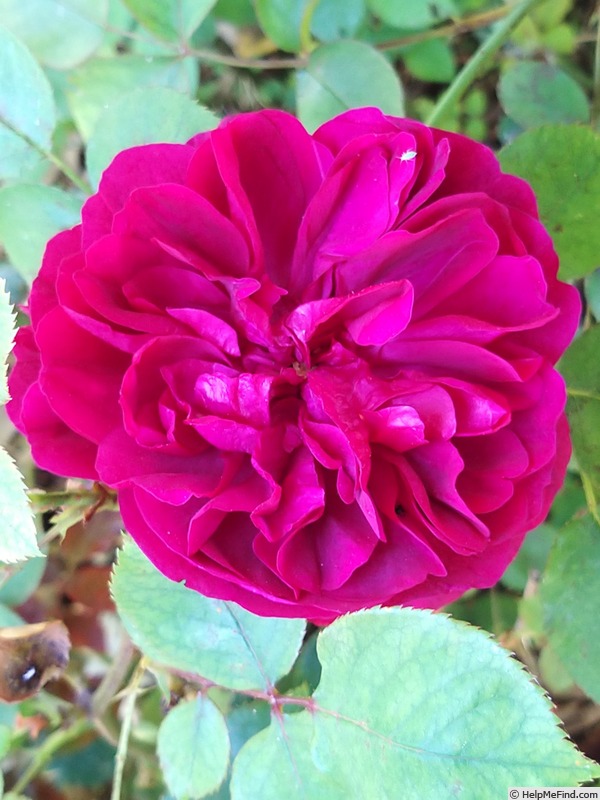 'Darcey Bussell' rose photo