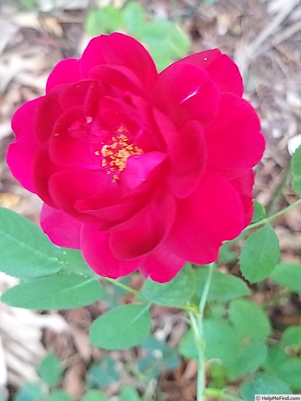 'Darcey Bussell' rose photo