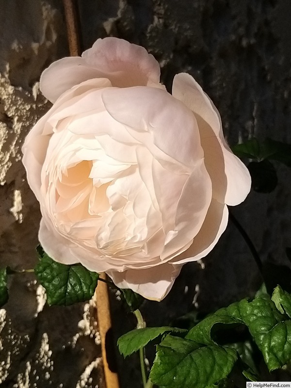 'Desdemona ® (Shrub, Austin 2015)' rose photo