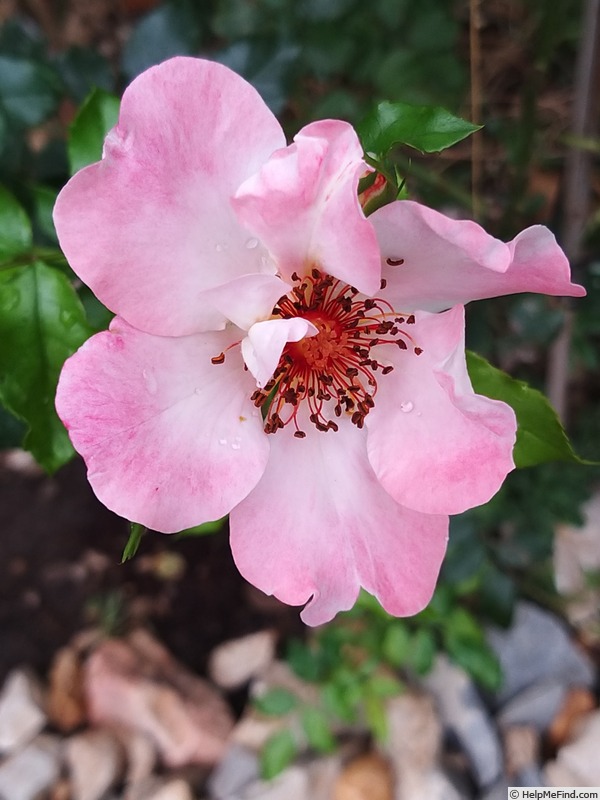 'Dolomiti (floribunda, Kordes 1999)' rose photo