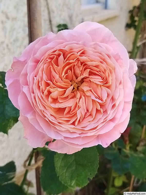 'Domaine de Chantilly®' rose photo