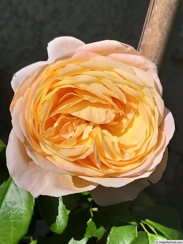 'Domaine de Chantilly®' rose photo