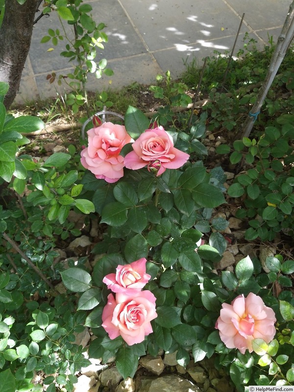 'Florence Arthaud' rose photo