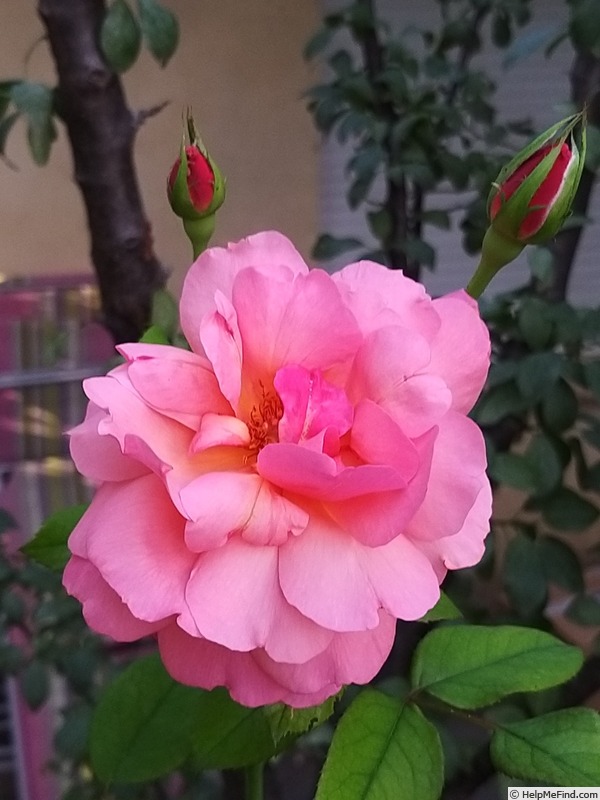 'Florence Arthaud' rose photo