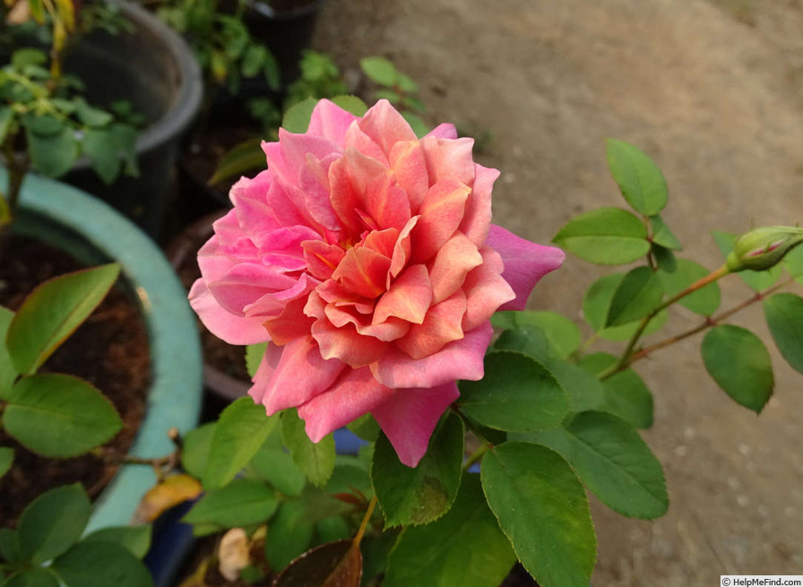'Pam's Choice' rose photo