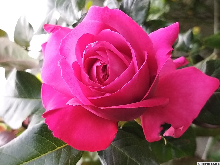 'Baronne Edmond de Rothschild, Cl.' rose photo