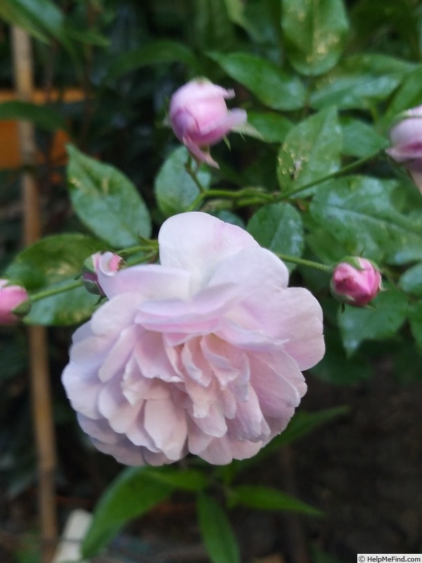 'Blush Noisette' rose photo