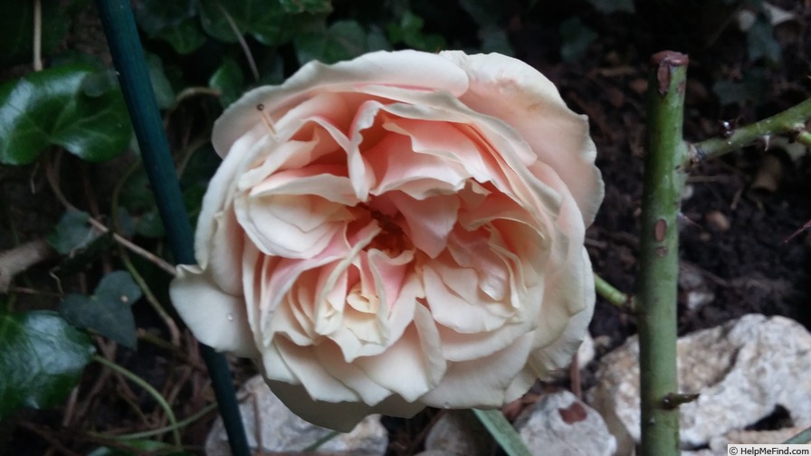 'Gloire de Dijon (Tea Noisette, Jacotot, 1849)' rose photo