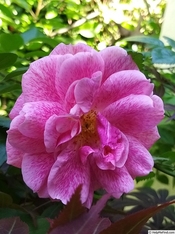 'Invictus ®' rose photo