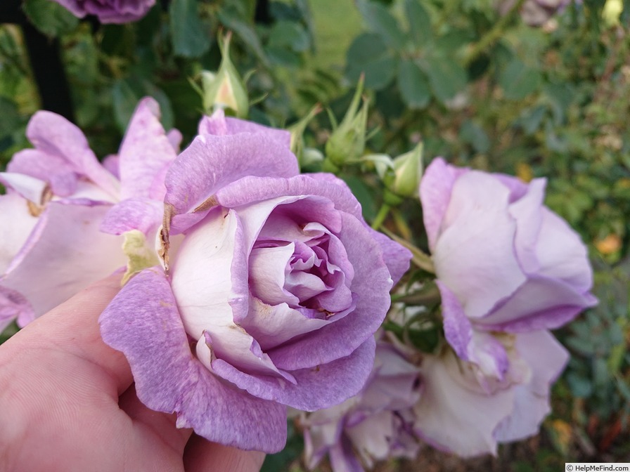 'Edith (shrub, Schade 2012)' rose photo