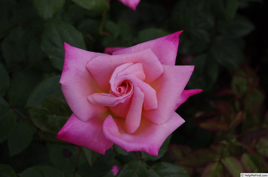 'Pink Parfait' rose photo